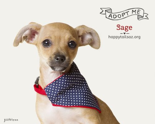 . Sage .