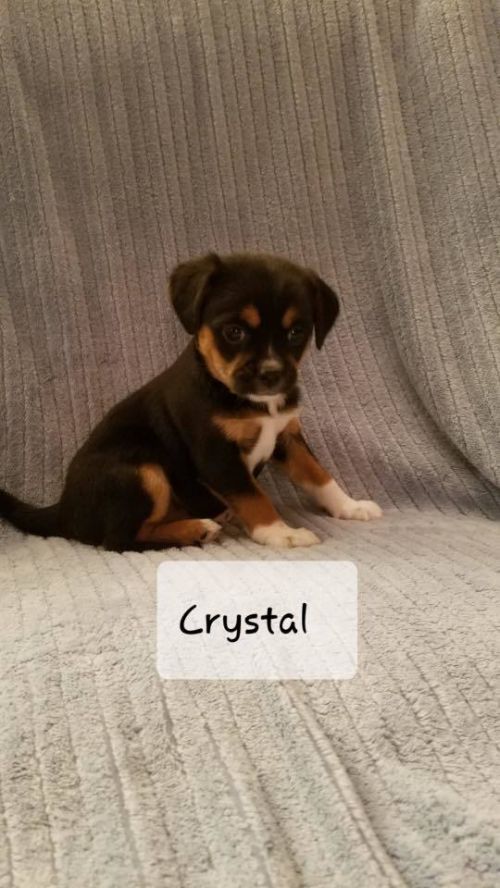 . Crystal .