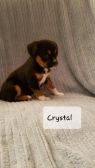 . Crystal .