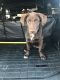 . ***COURTESY LISTING*** Moose .