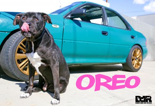 . Oreo .
