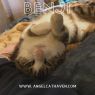 . Benji .