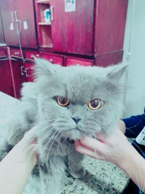 . Blue Egyptian Blue Purrsian .