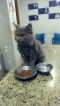 . Blue Egyptian Blue Purrsian .