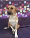 . Xena Sweet Kuwaiti Tripod .