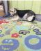 . Sultana Raisin Kuwaiti Tripod Shepx .
