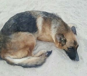 . Dev Kuwaiti Tripod Shepherd .