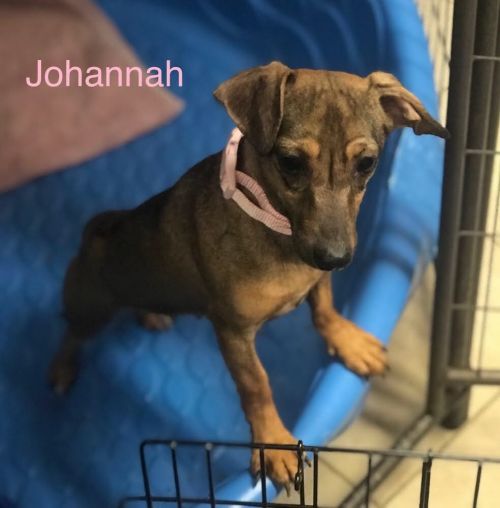 . JOHANNA .