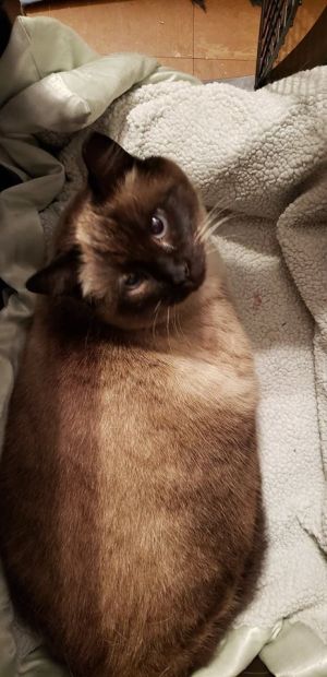. Honeybun Herzberg 0813 *$75 FIV+ .