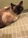 . Honeybun Herzberg 0813 *$75 FIV+ .