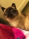 . Honeybun Herzberg 0813 *$75 FIV+ .
