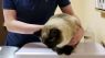 . Honeybun Herzberg 0813 *$75 FIV+ .