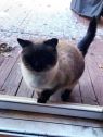 . Honeybun Herzberg 0813 *$75 FIV+ .