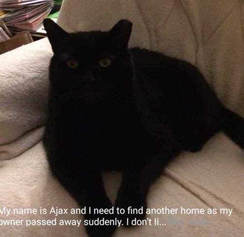 . Ajax FIV+ Special NEEDS .