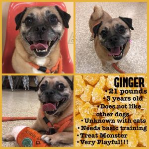 . Ginger .