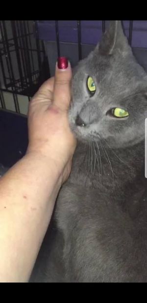 Photo of Grey