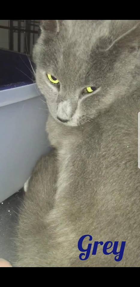 Photo of Grey