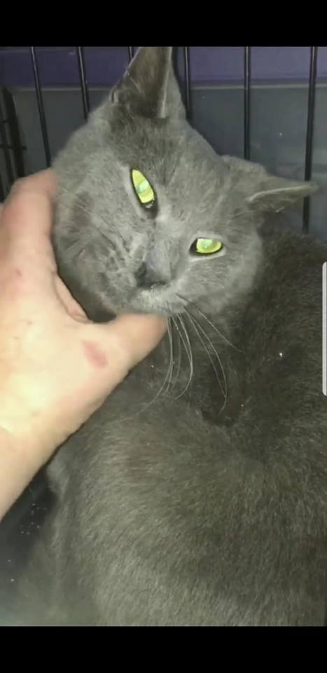 Photo of Grey
