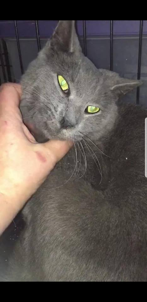 Photo of Grey