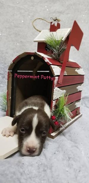 Photo of Peppermint Patty