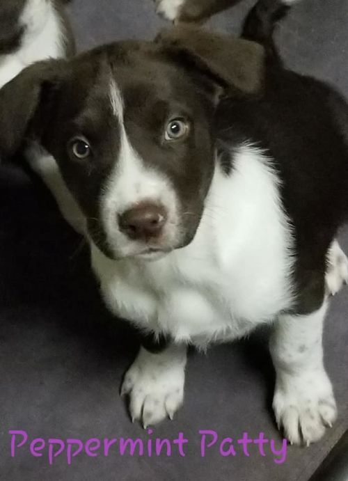 Photo of Peppermint Patty