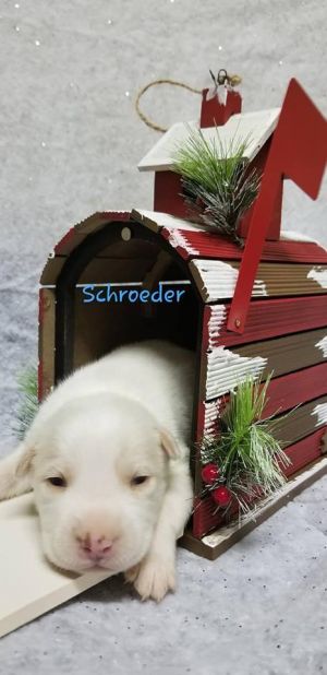 Photo of Schroeder