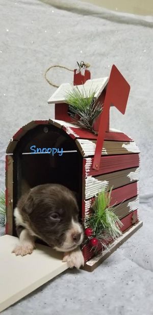 Photo of Snoopy