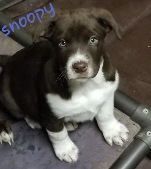 Photo of Snoopy