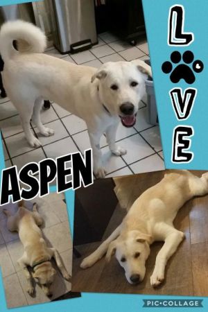 . Aspen .