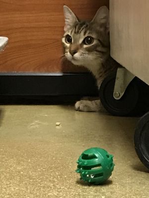 . Tiggie .