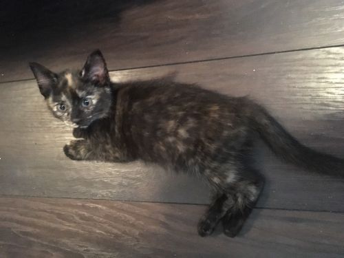 . Daisy (jamies camp kitten) & brothers .