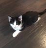 . Daisy (jamies camp kitten) & brothers .