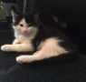 . Daisy (jamies camp kitten) & brothers .
