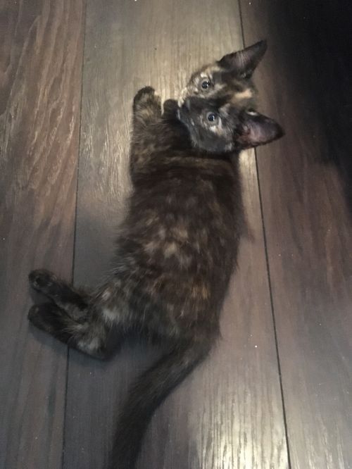 . Jackson (jamies camp kittens) & siblings .