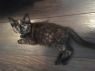 . Duke (jamies camp kitten) & siblings .
