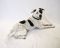 . Petey-pending adoption .