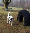 . Petey-pending adoption .