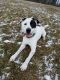 . Petey-pending adoption .