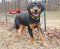 . SIR MUTLEY (FETCHES a ball) .