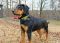 . SIR MUTLEY (FETCHES a ball) .