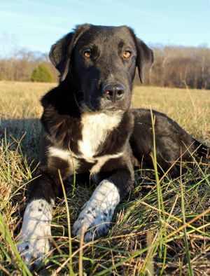 . Loyal DONNIE MORGAN (PTSD quality dog) .