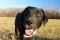 . Loyal DONNIE MORGAN (PTSD quality dog) .