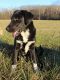 . Loyal DONNIE MORGAN (PTSD quality dog) .