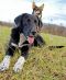 . Loyal DONNIE MORGAN (PTSD quality dog) .
