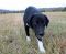. Loyal DONNIE MORGAN (PTSD quality dog) .