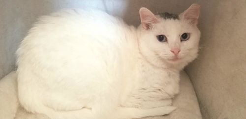 Photo of Powder