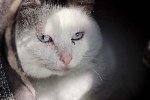 Photo of Powder