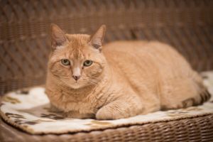 . Maggie- pending adoption .