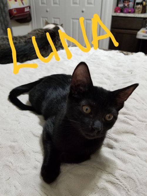 . luna .