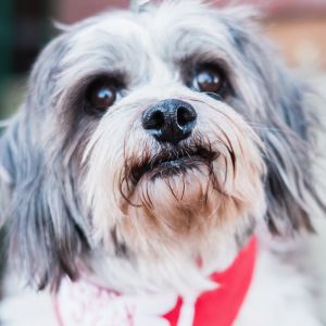 Photo of Mookie Moo